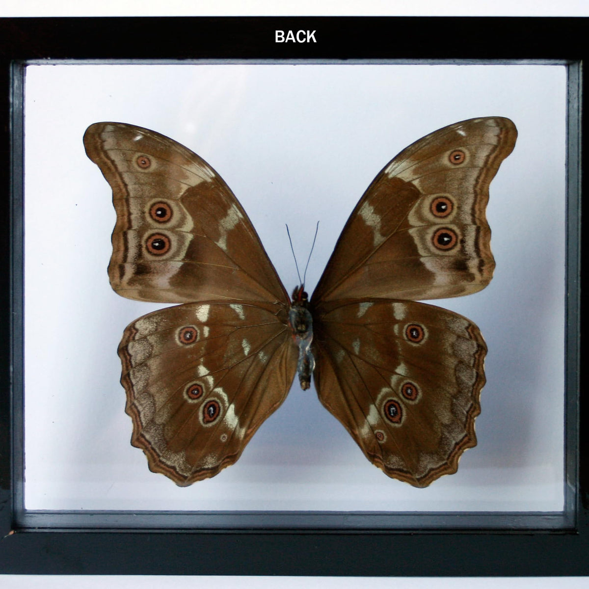 Ben the Butterfly Guy Blue Morpho Butterfly Framed and Mounted in Blac ...