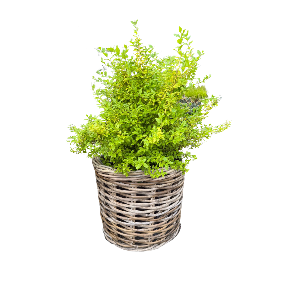 Rattan Planter Baskets