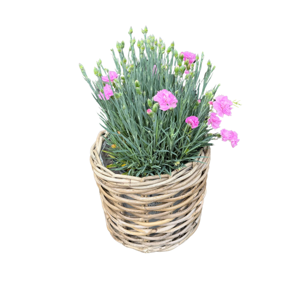 Rattan Planter Baskets