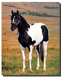 Stallion Horse Wall Decor Tobiano Point Picture Spotter Animal Art Print Poster (16X20)