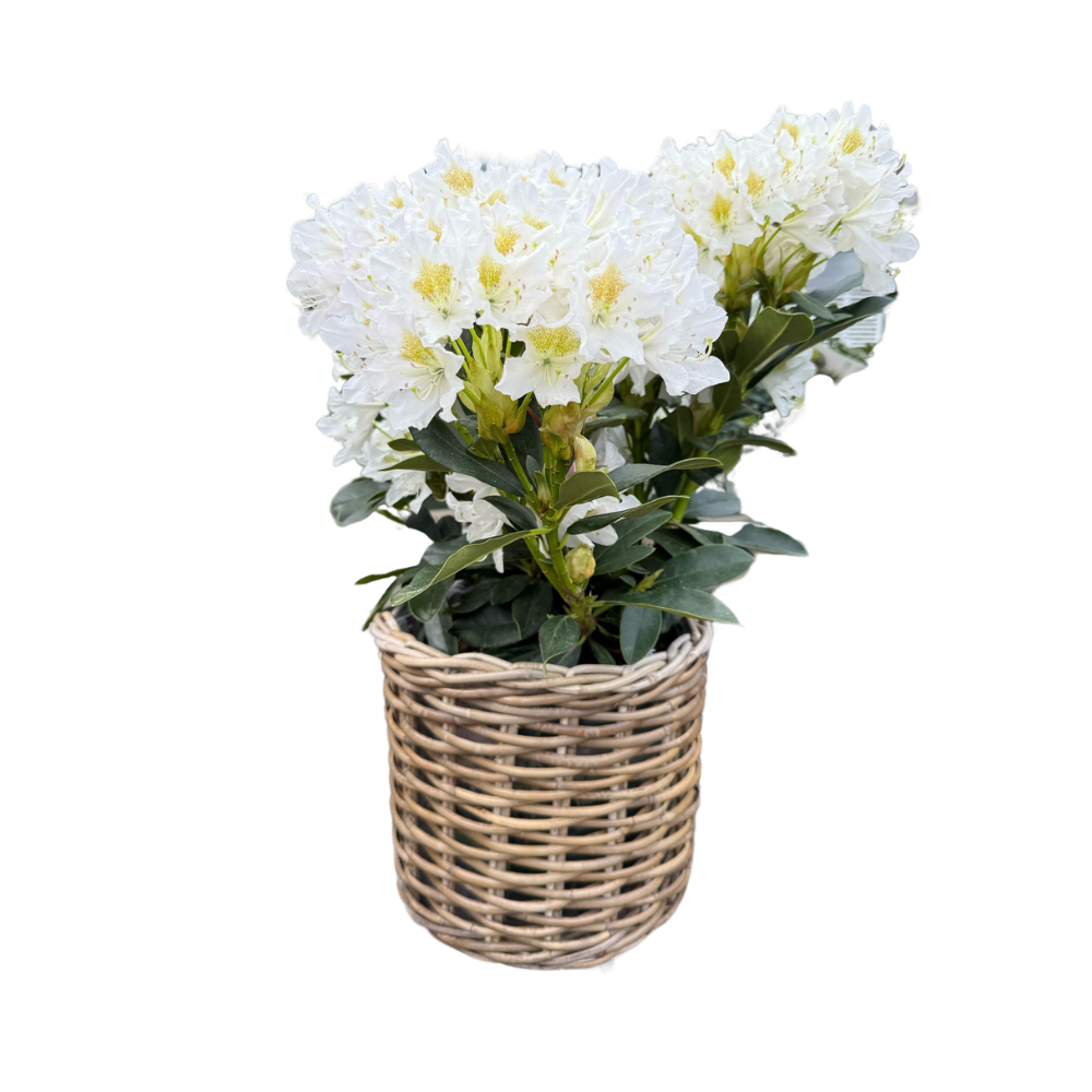 Rattan Planter Baskets