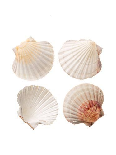 Maine Man Natural Baking Shells, 4-Inches, Set Of 4