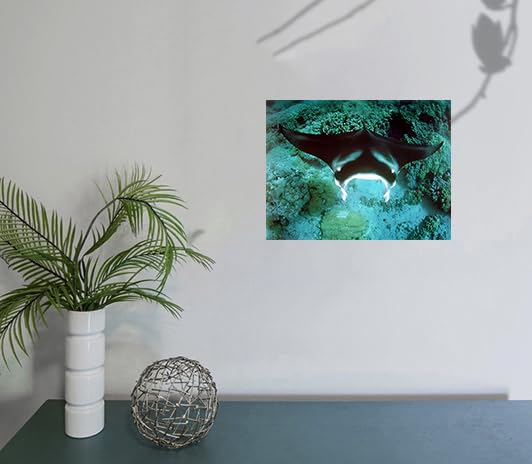 Underwater Ocean Animal Manta Ray Sea Life Nature Underwater Wall Decor Art Print Posters Picture (16X20)