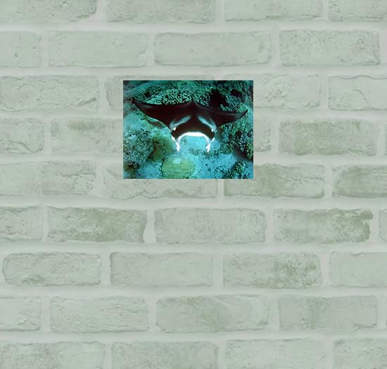 Underwater Ocean Animal Manta Ray Sea Life Nature Underwater Wall Decor Art Print Posters Picture (16X20)