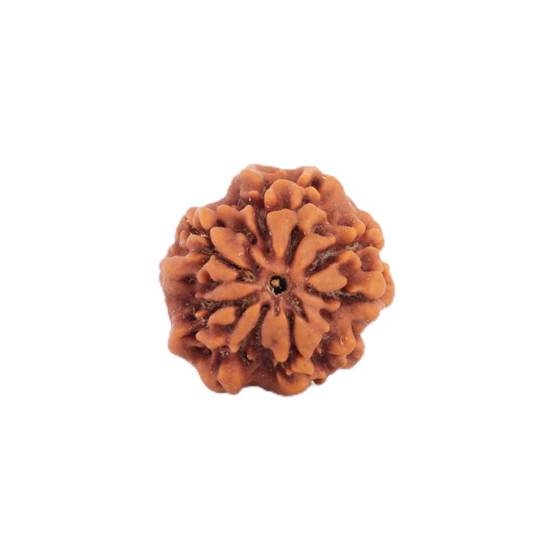 Astrotalk Nepal Origin Nirakar Rudraksha (0 Mukhi) | Rare Zero Mukhi Bead | Represents Formless Lord Shiva | Sacred Rudraksha Bead for Women & Men