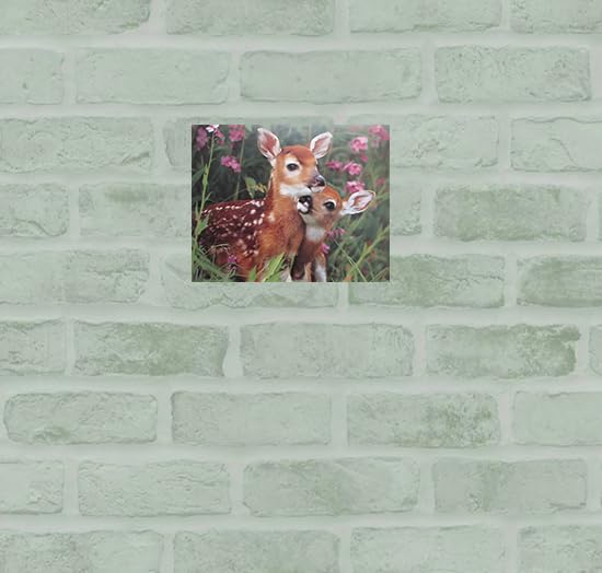 Wild Animal Whitetail Mule Deer Fawn Wall Decor Art Print Poster (16X20)
