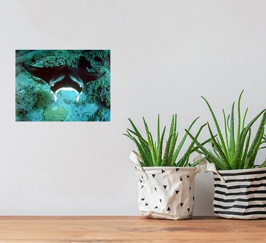 Underwater Ocean Animal Manta Ray Sea Life Nature Underwater Wall Decor Art Print Posters Picture (16X20)
