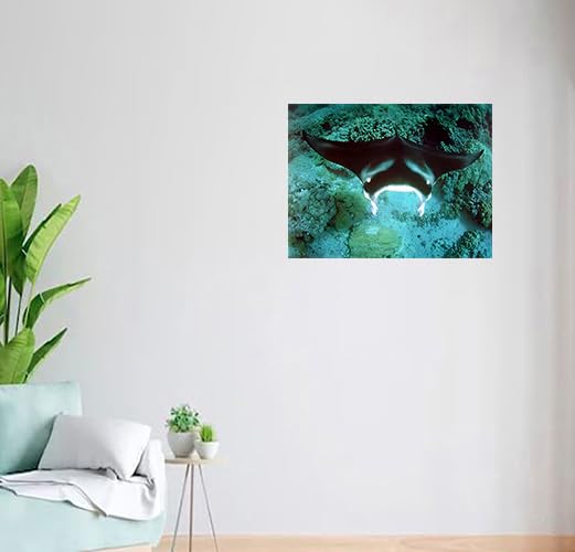 Underwater Ocean Animal Manta Ray Sea Life Nature Underwater Wall Decor Art Print Posters Picture (16X20)