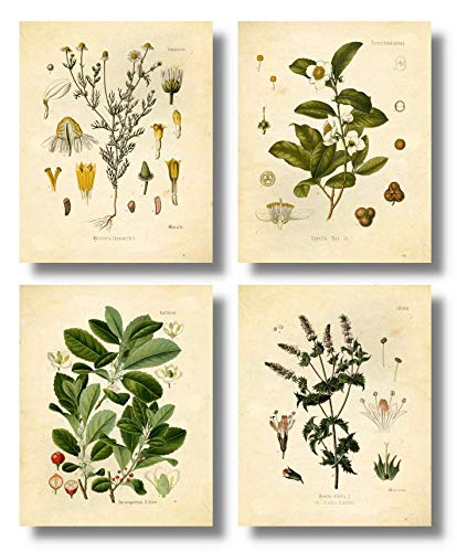 Ink Inc. Vintage Botanical Prints  Tea Wall Art Tea, Mate, Chamomile, Mint  Set Of 4 8X10 Unframed