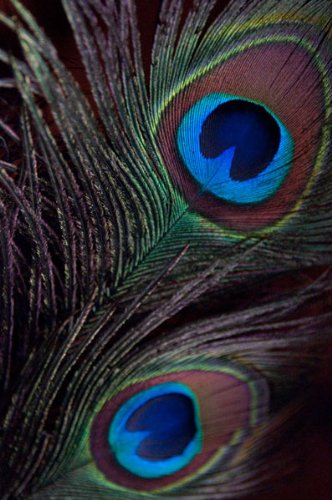 Gorgeous Blue Brown And Green Peacock Feather Photograph Print Set; Two 11X14 Poster Prints