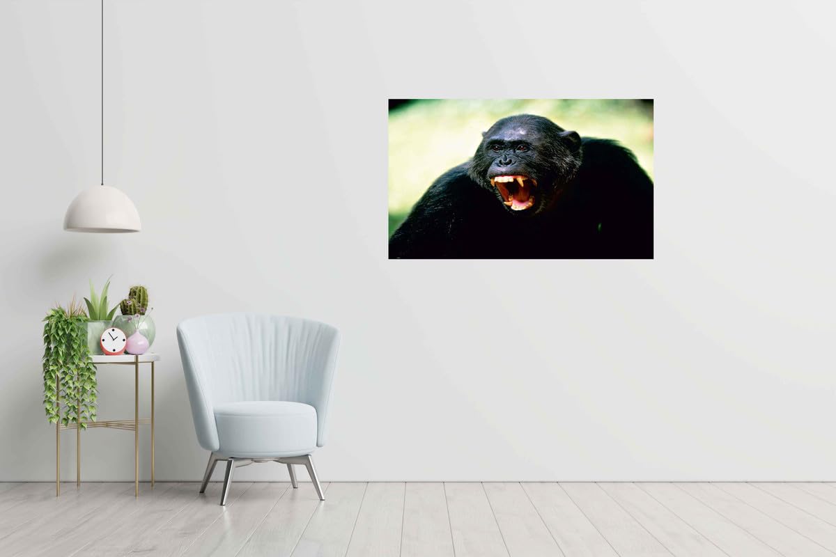 Baldau Prints Monkey Langur Photo Big Size Flex Wall Poster For Room (Gloss Laminated, 24X36 Inch, 300 Gsm) F-315