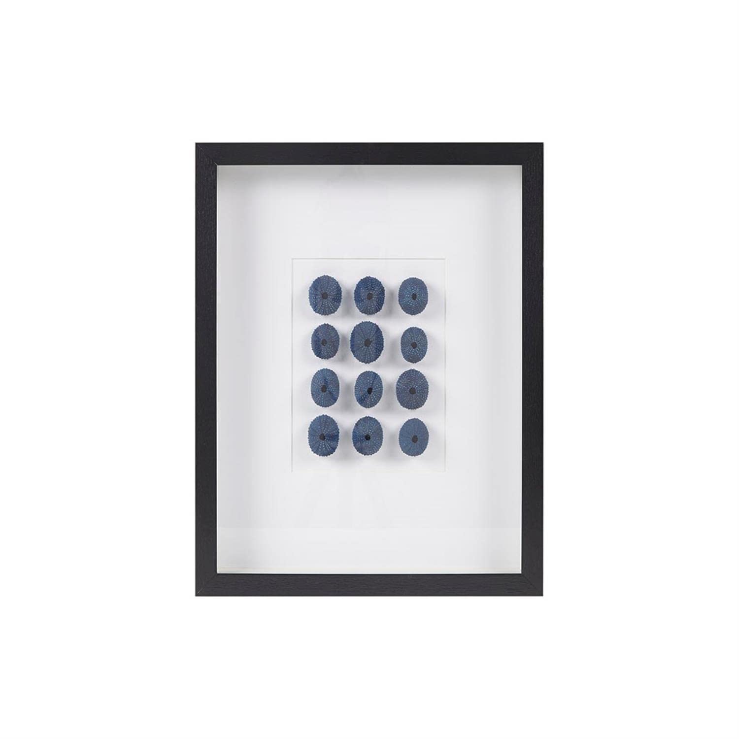 INK+IVY Indigo Shells Wall D  cor Natural Sea Urchin, Glass Framed Art for Living Room Entryway Home Accent, Ready to Hang Bedro