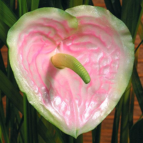 Anthurium Spadix Maker Silicone Mold