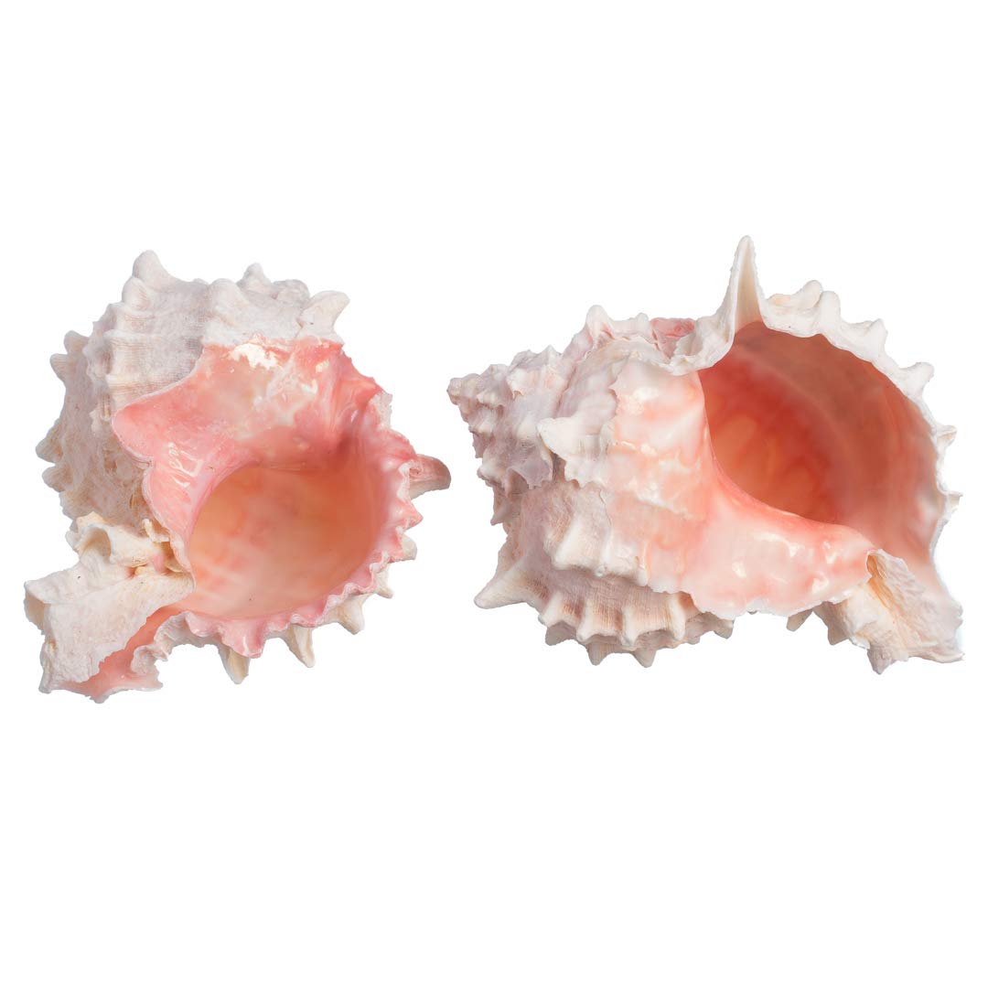 Hermit Crab Murex Shell  2 Pink Murex Sea Shell  3 -4  Hermit Crab Home  Plus Free Nautical eBook by Joseph Rains