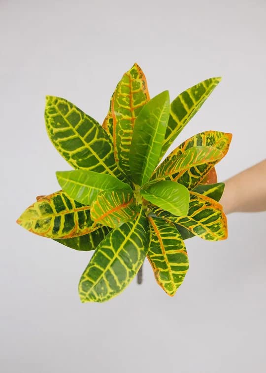 Fourwalls Artificial Croton Plant Stems for Home Decoration (35 cm, Set of 3, no Pot)