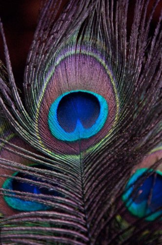 Gorgeous Blue Brown And Green Peacock Feather Photograph Print Set; Two 11X14 Poster Prints