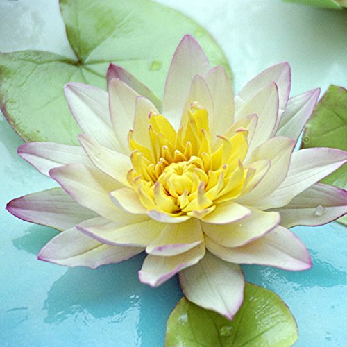 Water Lily Petal Veiner By Wsa