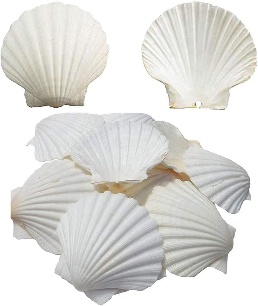 SEAJIAYI 6PCS Scallop Shells for Serving Food,Baking Shells Large Natural White Scallops from Sea Beach for DIY Craft Decor 4-5 