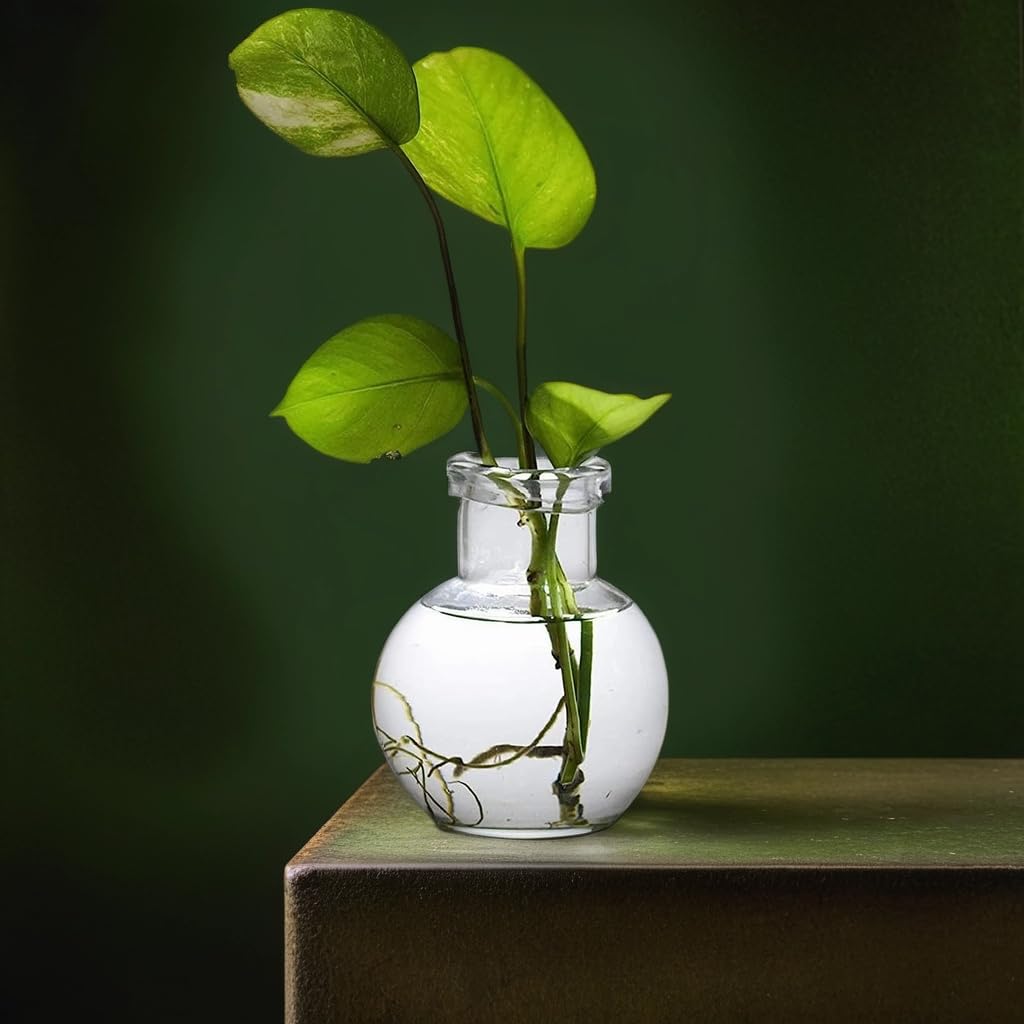 Mithila Handicrafts 4.7 Inch Ball Shaped Round Glass Vase | For Money Plant | Lucky Bamboo Plant | Elegant Vase | Flower Pot | 1