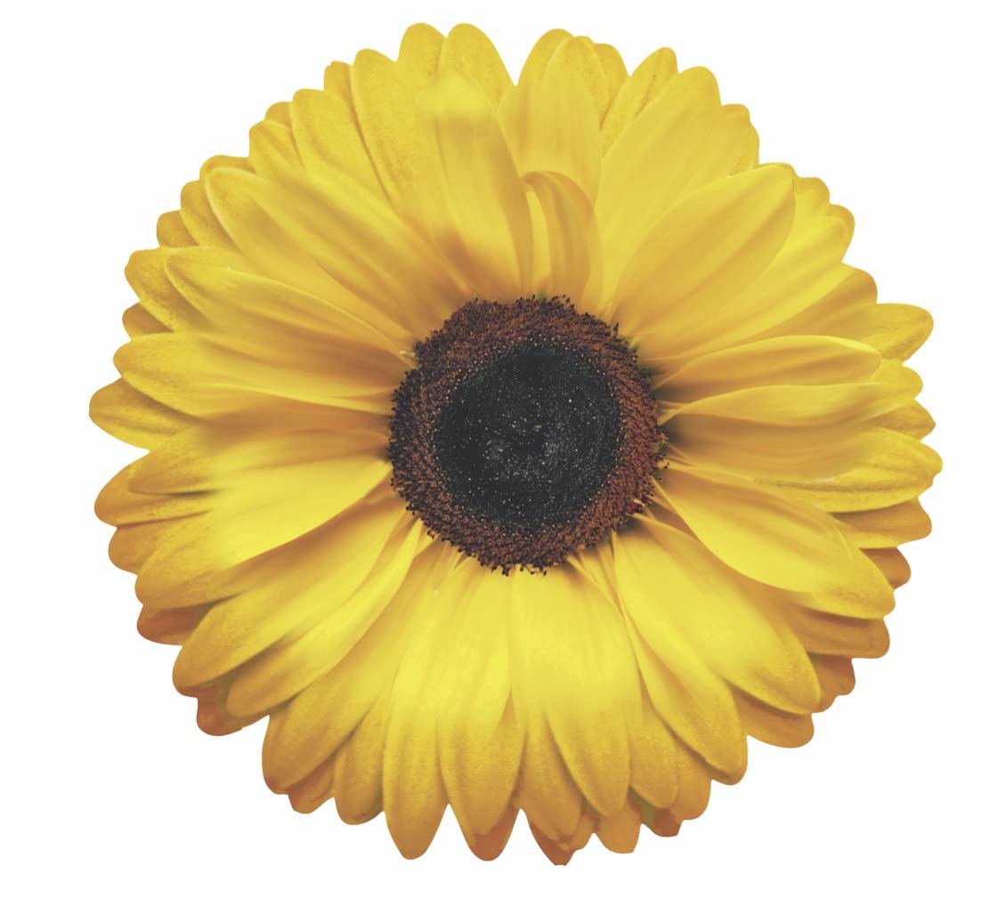 Parchment Paper Leaves For Cheese & Charcuterie Boards - Sisson Distribution Leaves (Pack Of 20) (Sunflower)