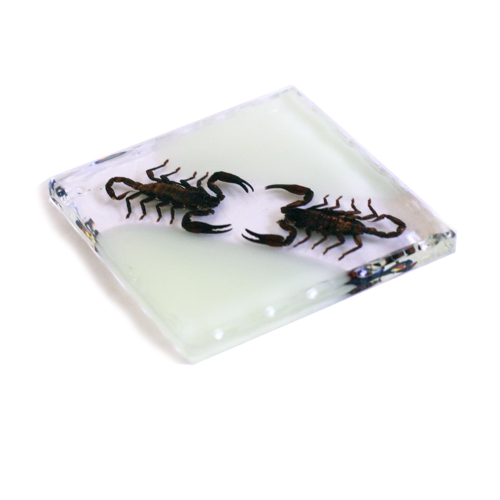 REALBUG Scorpions Coaster Glow in The Dark