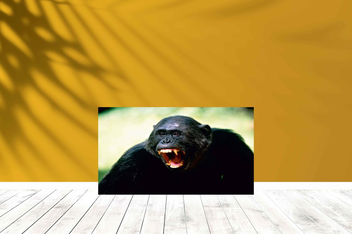 Baldau Prints Monkey Langur Photo Big Size Flex Wall Poster For Room (Gloss Laminated, 24X36 Inch, 300 Gsm) F-315