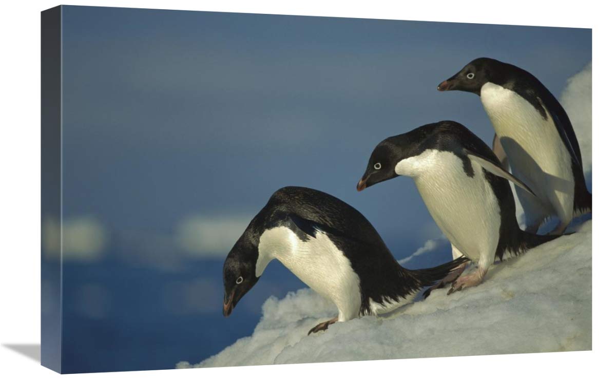 Global Gallery Adelie Penguin Commuting to sea Over ice Apron, Cape Hallet, Ross Sea, Antarctica-Canvas Art-24 x16 
