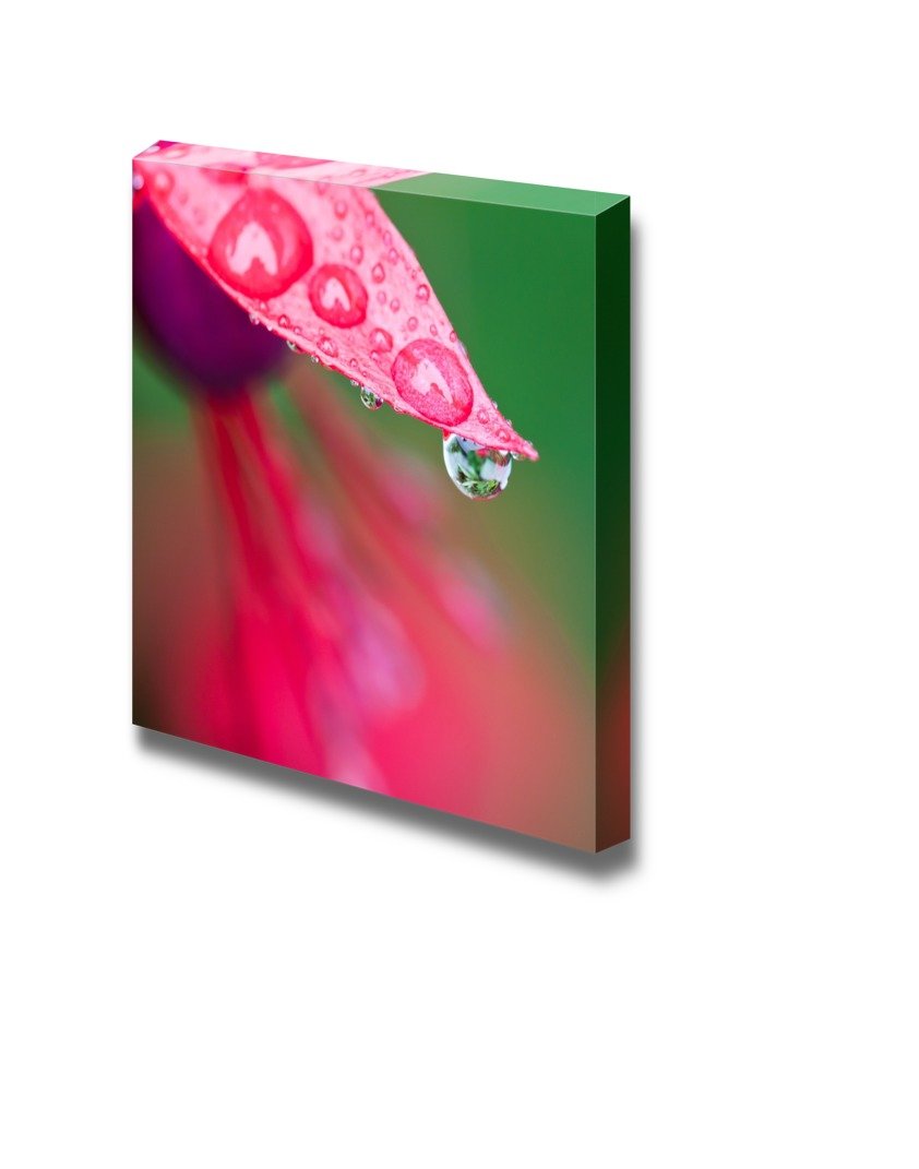 Canvas Prints Wall Art - Close-Up Of Raindrops On A Red Fuchsia Flower | Modern Wall Decor/Home Decoration Stretched Gallery Can