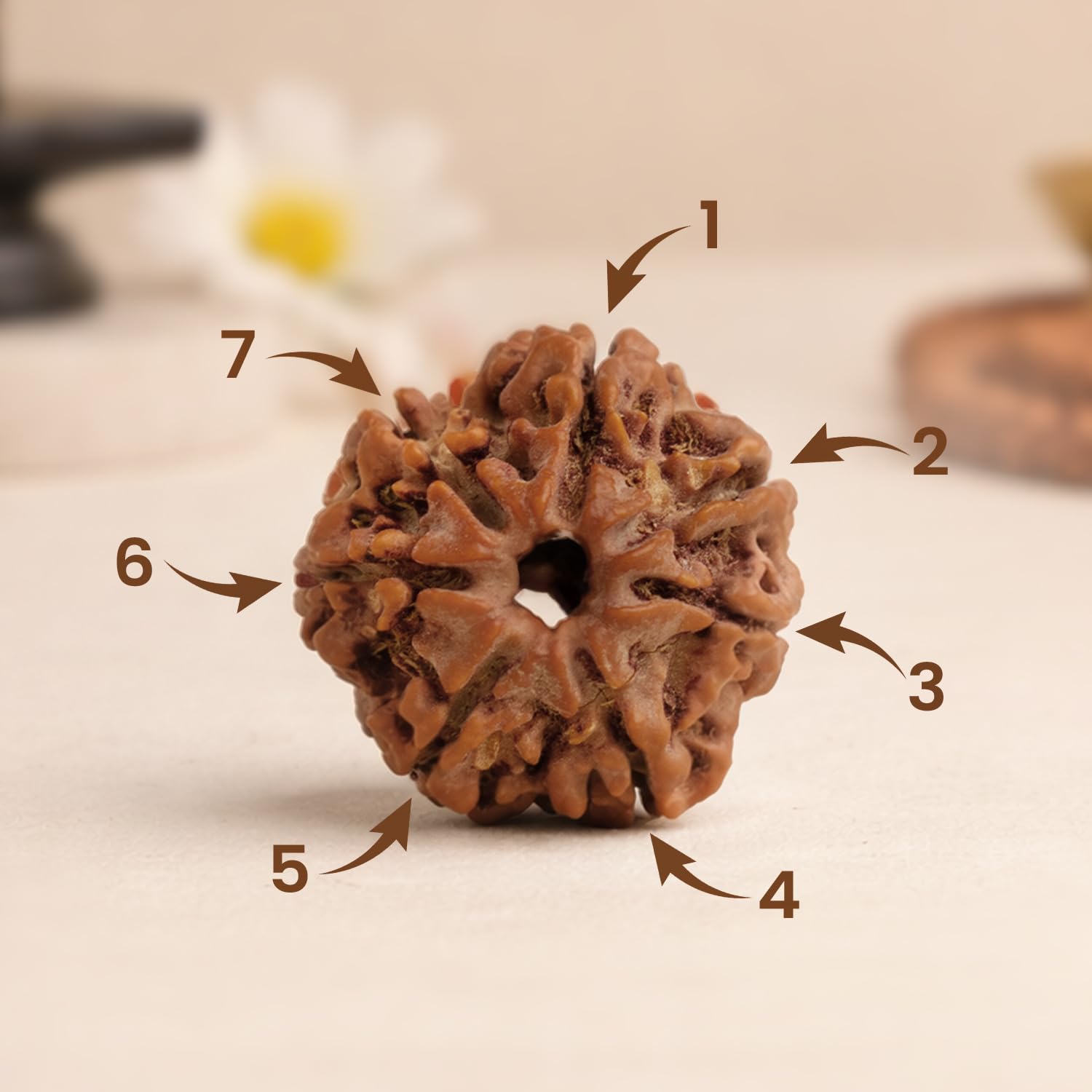 Astrotalk Nepal Origin 7 Mukhi Rudraksha with Silver-Capping | Attract Wealth & Prosperity | Financial Stability, Inner Peace & Spiritual Growth | Sacred Rudraksha Bead for Women & Men