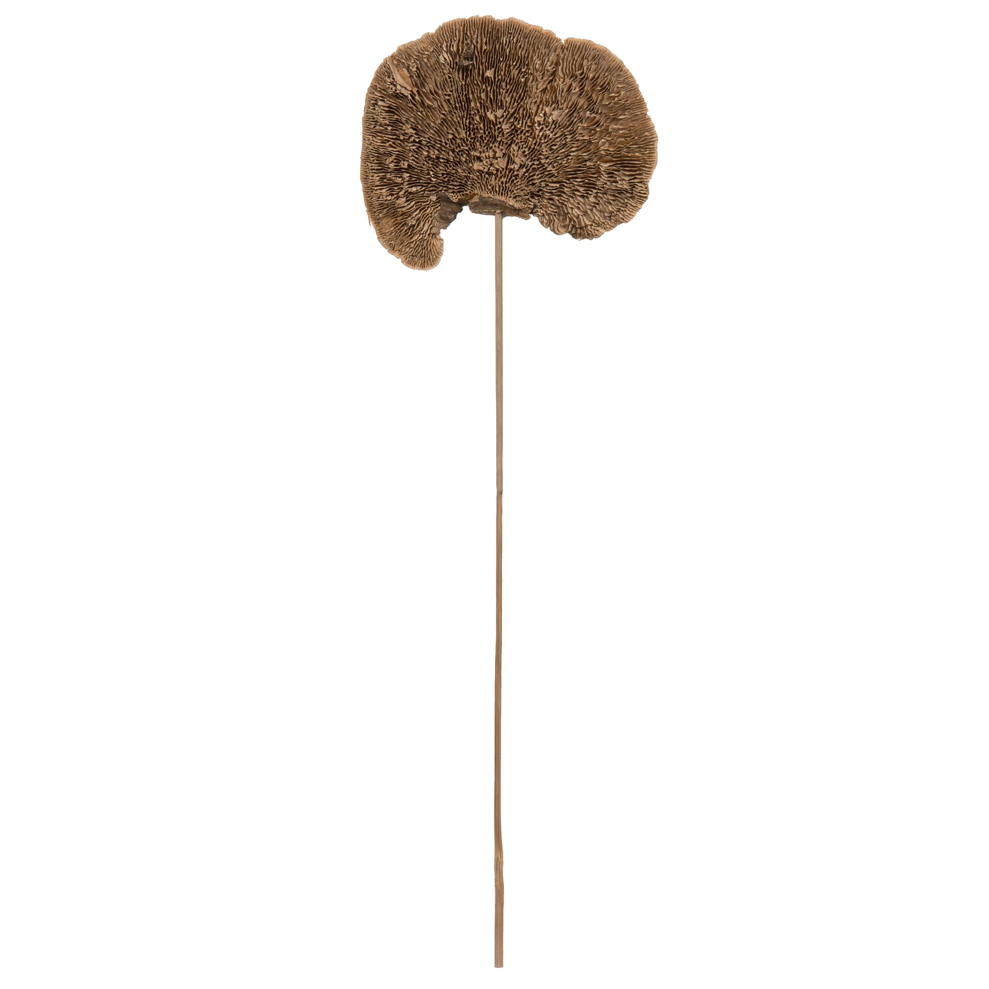 Vickerman Natural Botanicals 4-6 Sponge Mushroom on 20 Stem. 3-5 Sponge Tall. 4-6 Sponge Width.