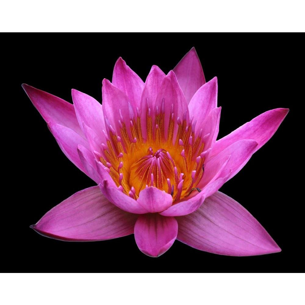 Pitaara Box Pink Lotus Flower | Peel & Stick Vinyl Wall Sticker For Bedroom & Living Room | 25.3 X 20 Inch (64 X 51 Cms)