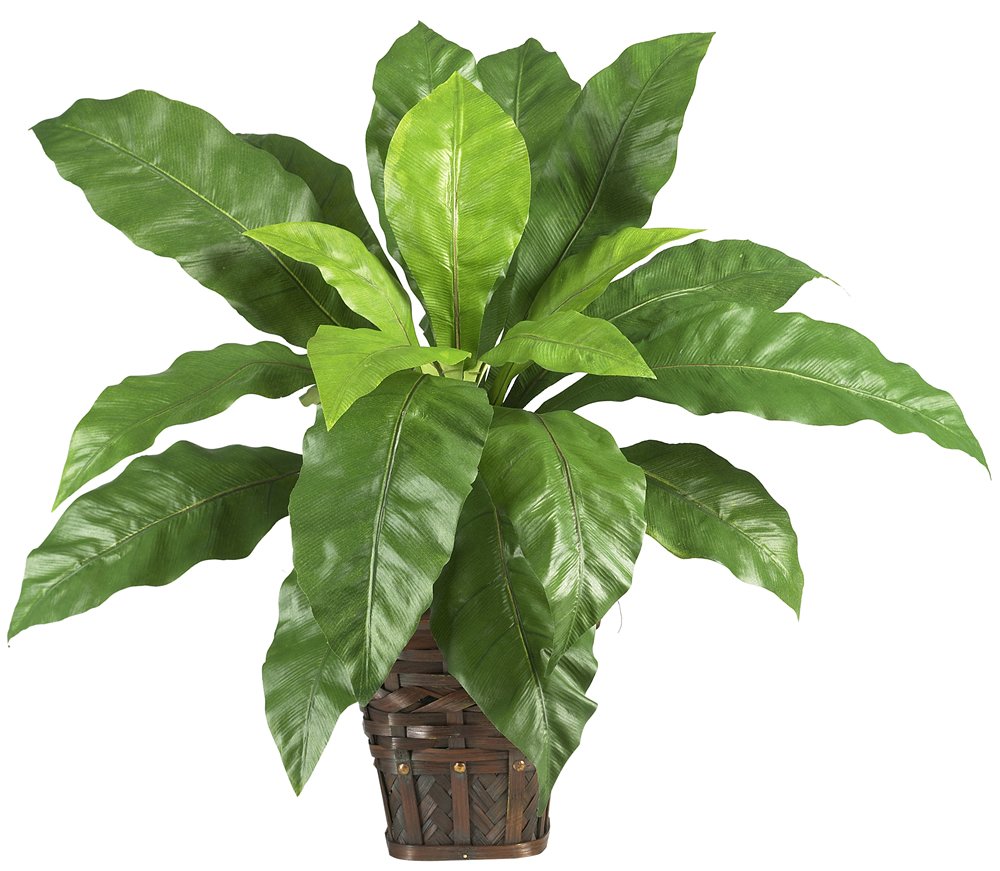 Nearly Natural 6530 Bird Nest Fern With Wicker Basket, Green 25X25X22