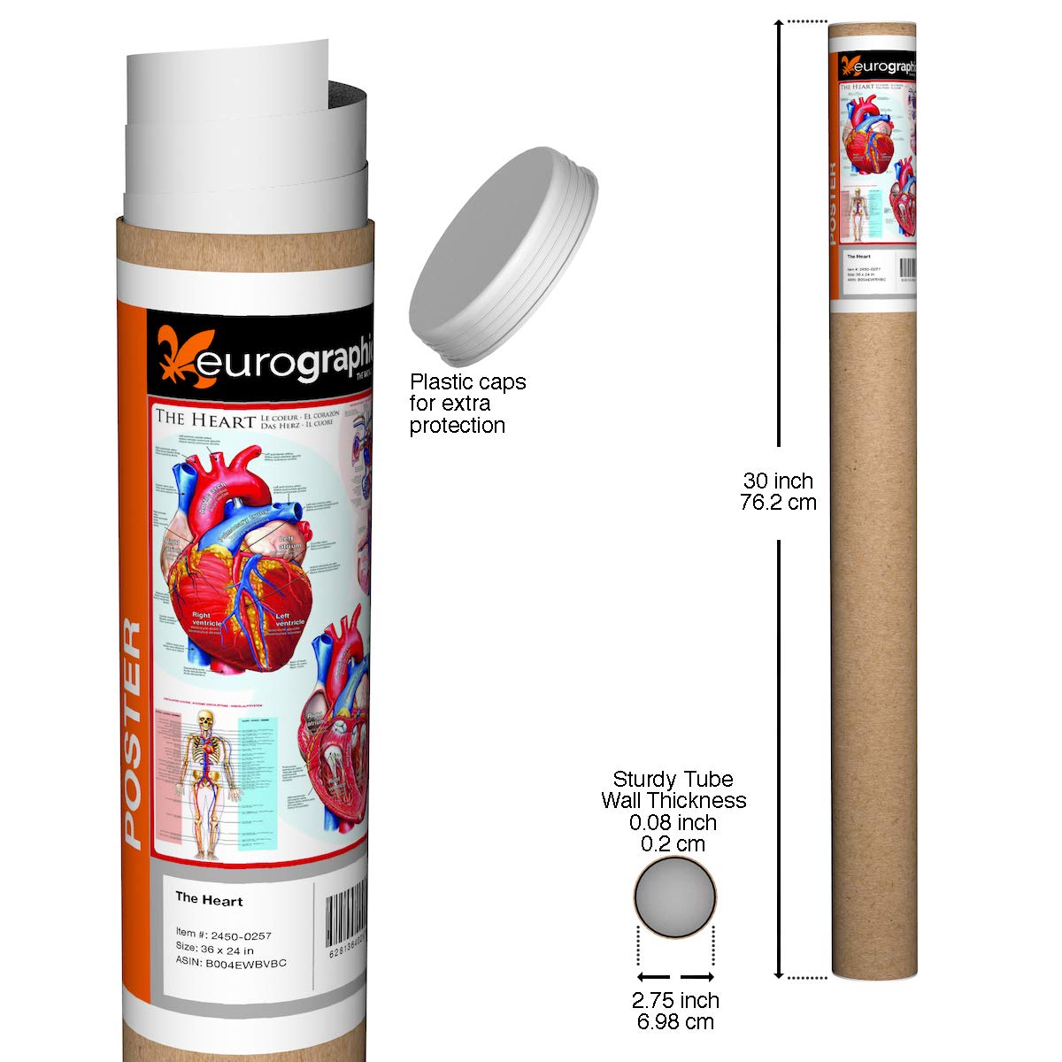 Eurographics The Heart Poster, 36 X 24 In
