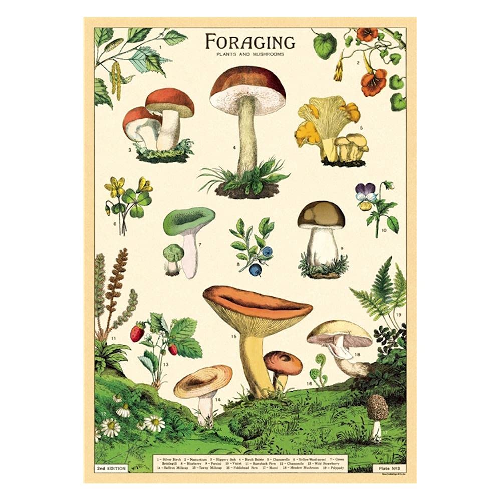 Cavallini Decorative Wrap Poster, Forage, 20 X 28 Inch Italian Archival Paper (Wrap/Forage)