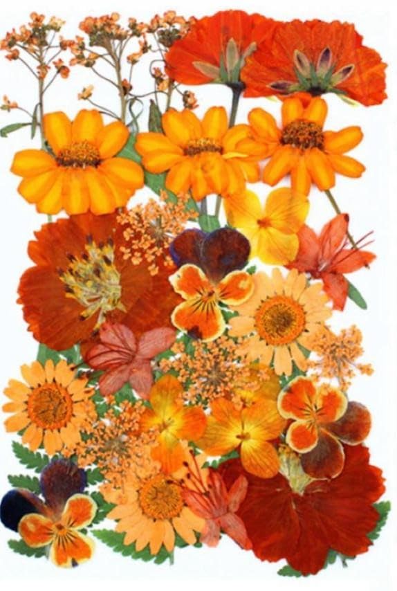 Brightail Infra 30 In 1 Orange Pressed Dry Flowers For Art Craft Mixed Soap, Candle, Scrapbook, Diy, Resin Tray Jewellery, Penda
