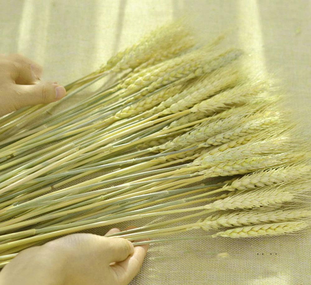 Tooget Dried Wheat Sheaves Stalks Bouquet Bundles  100 Stems Natural Ear of Wheat grain Flowers Dry grass Bunch DIY Arrangements for Home Wedding Store Decorative