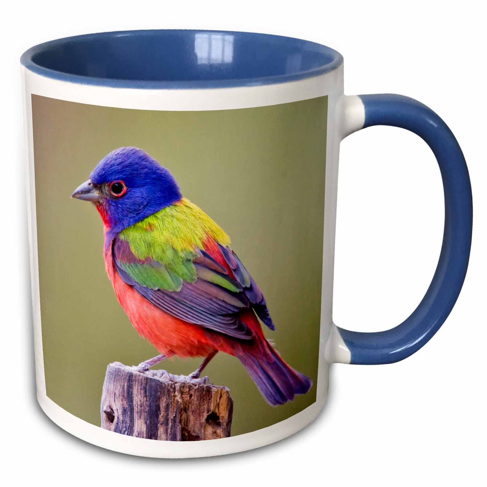 3dRose Painted Bunting Male Bird Perched Mug, 11 oz, Blue
