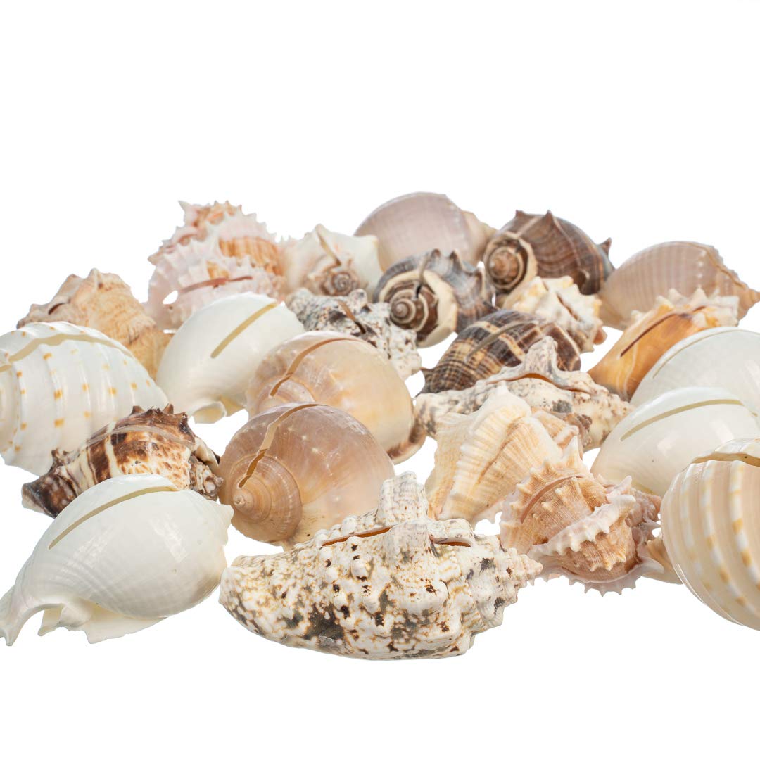 Sea Shell Placecard Holder Set | Cut Shells For Beach Wedding Place Cards | Shells For Wedding Or Event Table Decor | Plus Free