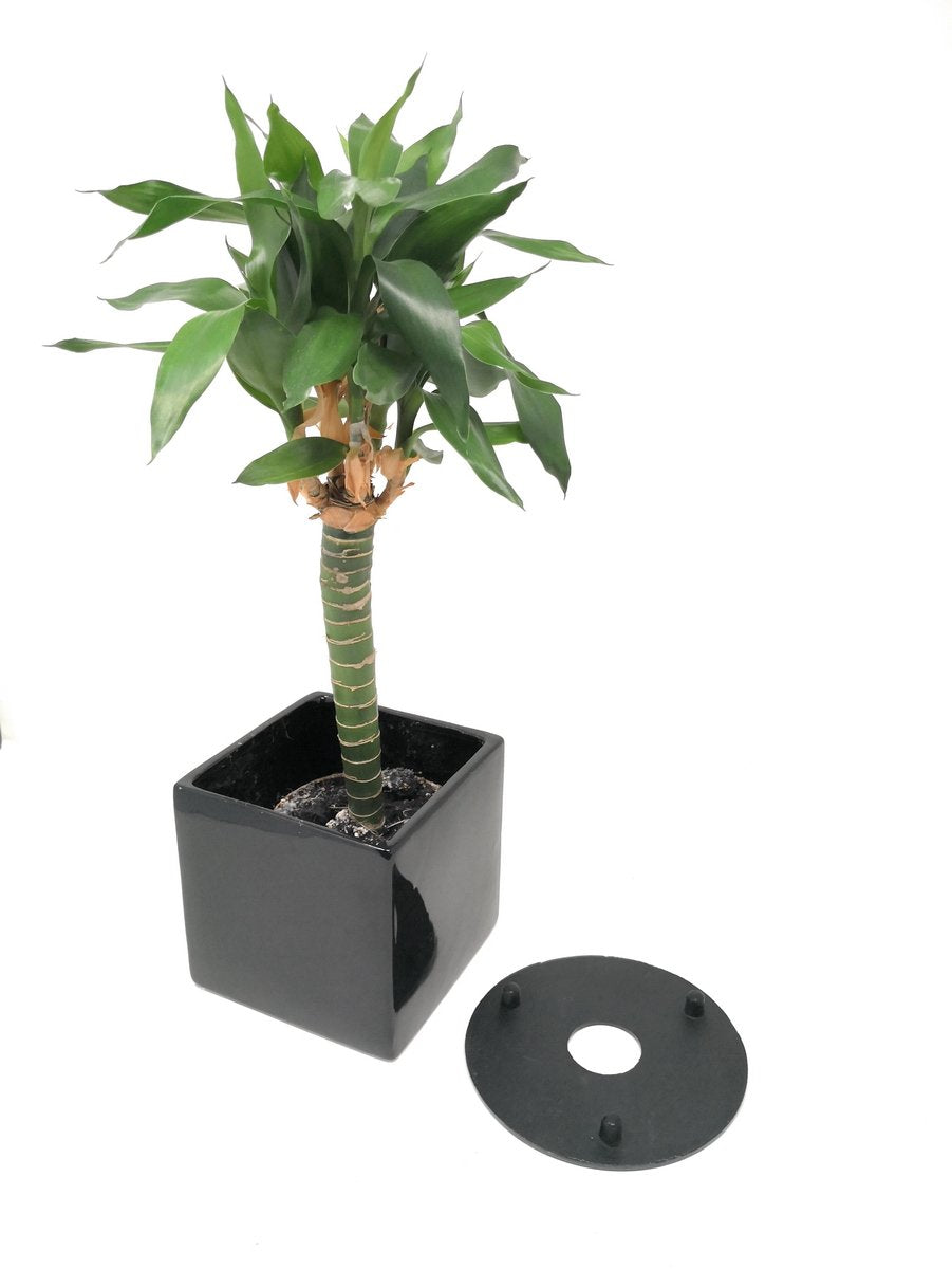 Thy Collectibles Black Cast Iron Trivet Teapot Tetsubin Stand, Unique Oriental Pattern