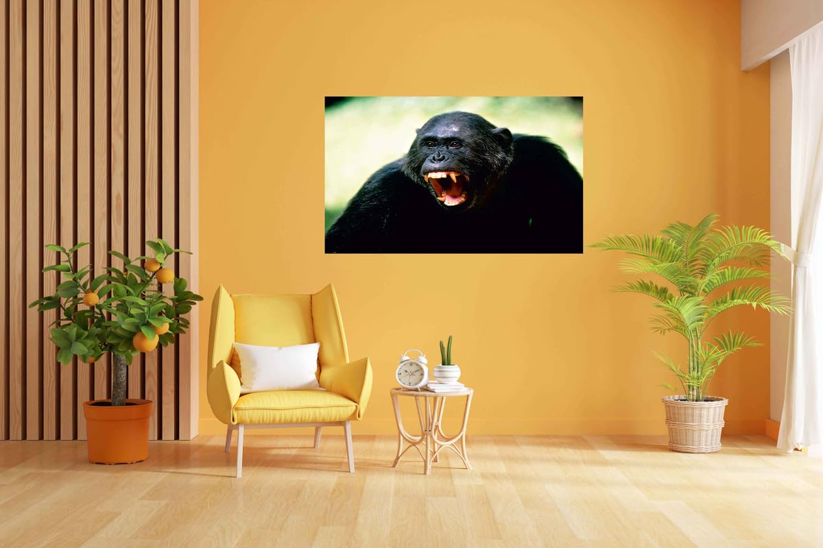 Baldau Prints Monkey Langur Photo Big Size Flex Wall Poster For Room (Gloss Laminated, 24X36 Inch, 300 Gsm) F-315