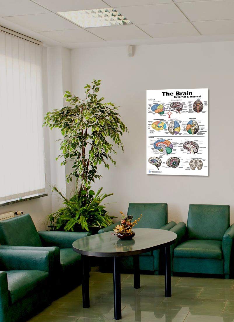 Blue Tree Publishing Inc., Brain Charts (Brain Poster L)