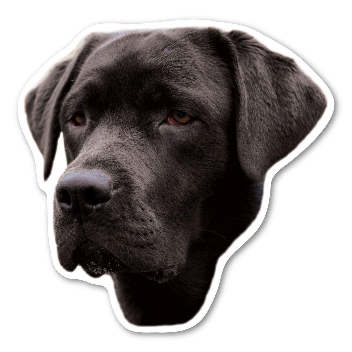 (Black) Labrador Retriever Dog Magnet By Magnet America Is 4.75'' X 4.875'' Made For Vehicles And Refrigerators