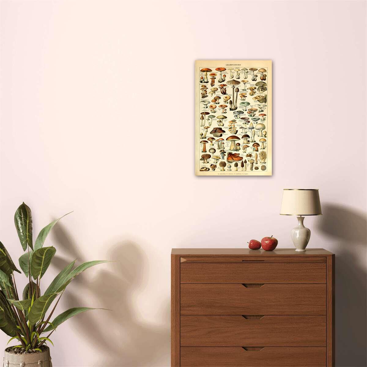 Meishe Art Vintage Poster Print Mushrooms Champignons Identification Reference Chart Diagram Illustration Botanical Educational Wall Decor