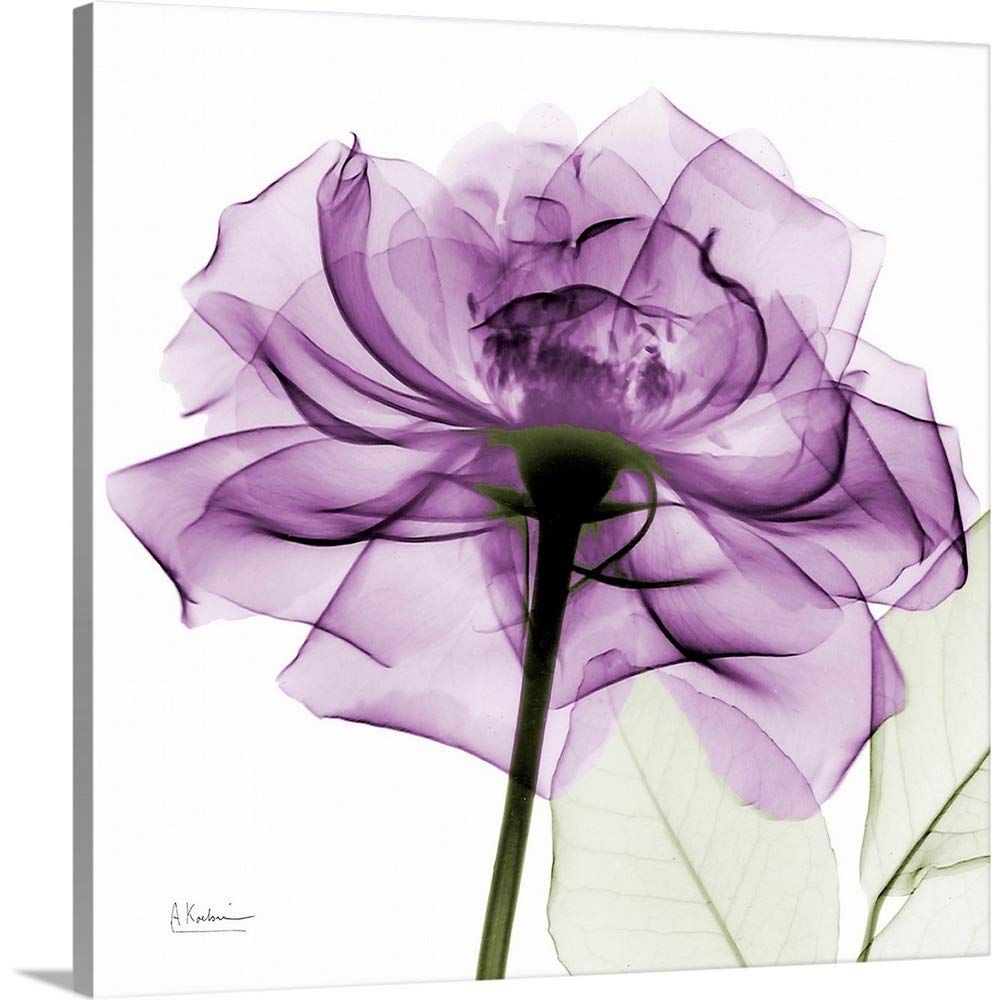 Canvas On Demand Purple Rose X-Ray Photograph Canvas Wall Art Print By Albert Koetsier, Home Decor, Artwork, 10''X10''