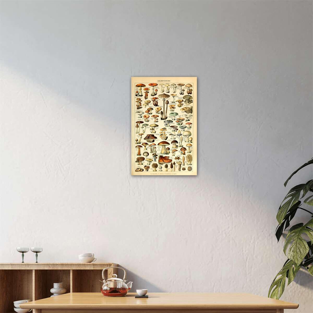Meishe Art Vintage Poster Print Mushrooms Champignons Identification Reference Chart Diagram Illustration Botanical Educational Wall Decor