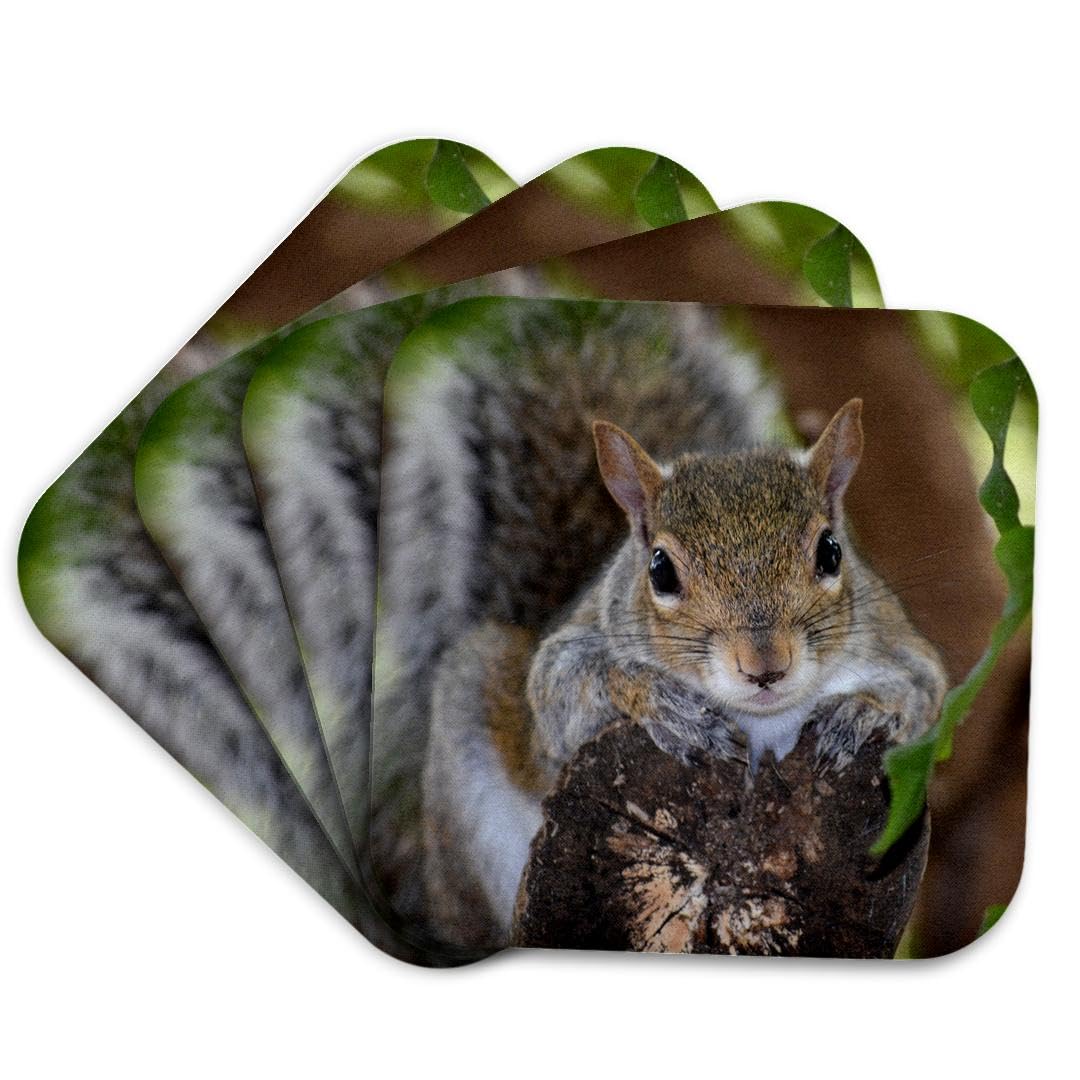 3dRose cst_178591_1 Squirrel Animal on Log Hanging Out-Soft Coasters, Set of 4