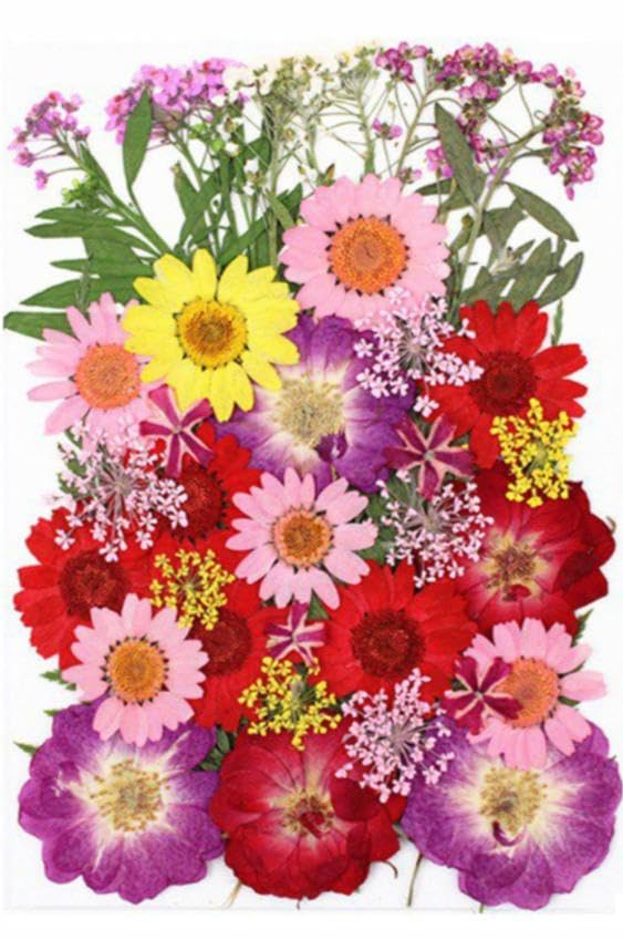 Brightail Infra 40 In 1 Pressed Flowers For Art Craft Mixed Soap, Candle, Scrapbook, Diy, Resin Tray Jewellery, Pendant (40 In 1