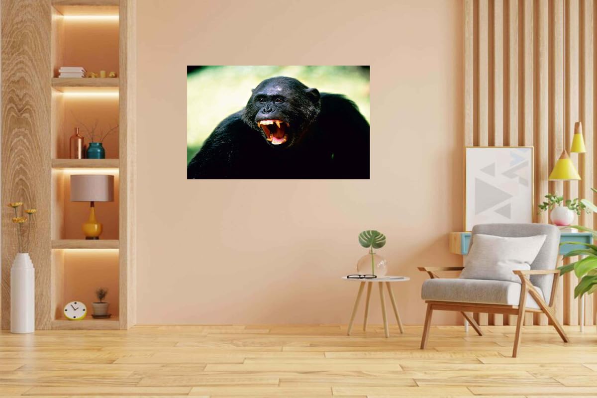 Baldau Prints Monkey Langur Photo Big Size Flex Wall Poster For Room (Gloss Laminated, 24X36 Inch, 300 Gsm) F-315