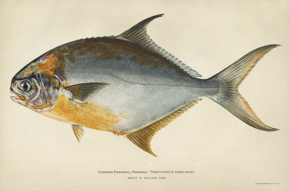 Fish Florida Pompano Nflorida Or Common Pompano (Trachinotus Carolinus) Lithograph By Julius Bien & Co 1903 Poster Print By (18