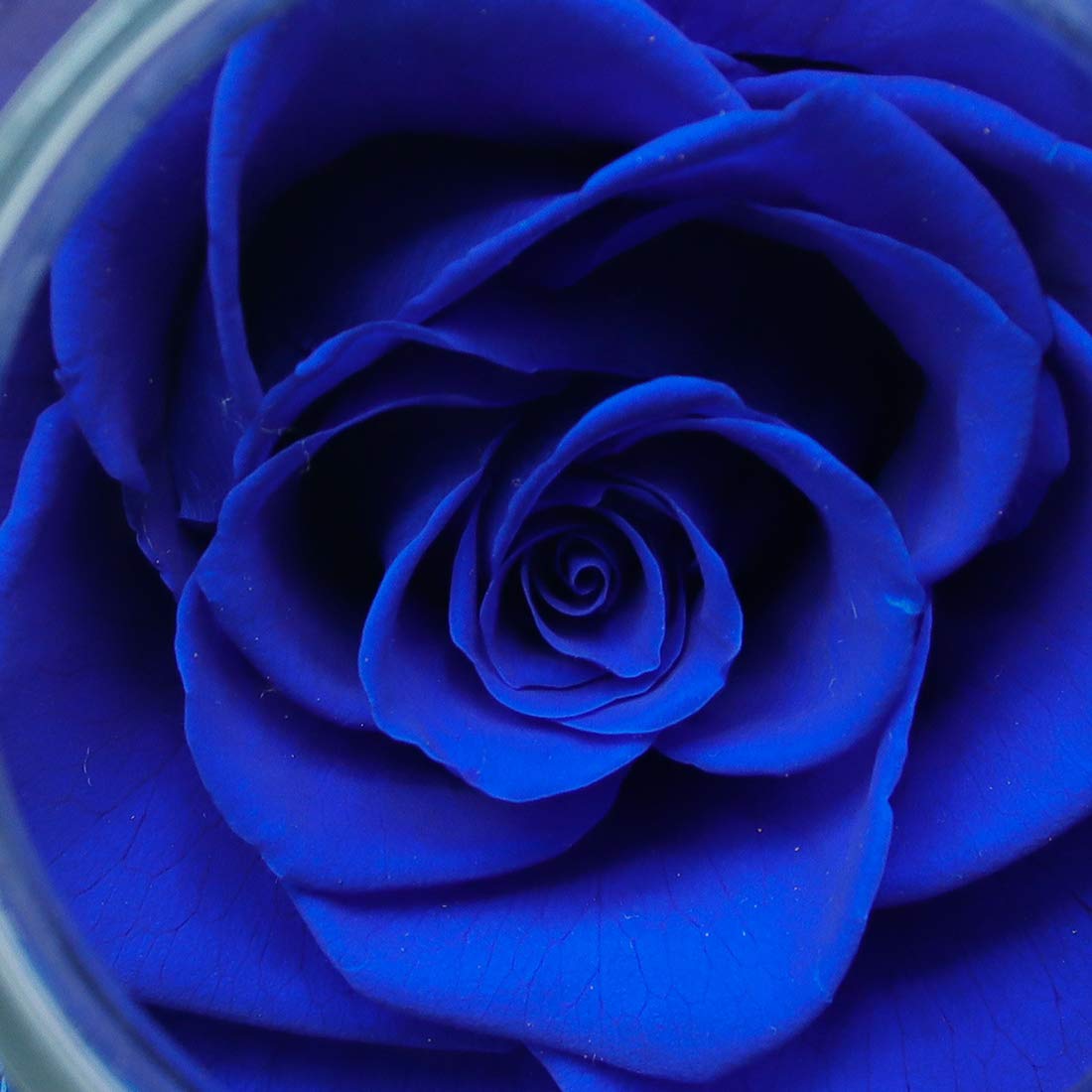 roliys Preserved Real Roses with Colorful Mood Light Wishing Bottle, Eternal Rose,Never Withered Flowers, Table Decor,Christmas